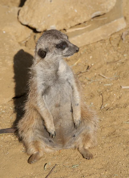 Κλείσιμο ενός meerkat — Φωτογραφία Αρχείου