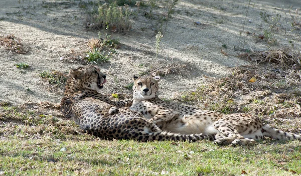 İki Çita'nın — Stok fotoğraf