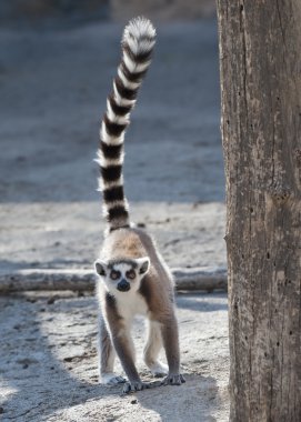 Ring Tailed Lemur clipart