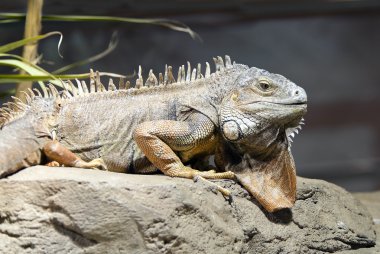 Yeşil iguana