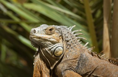 Yeşil iguana