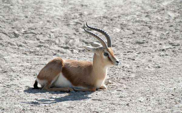 Газель, Доркас

