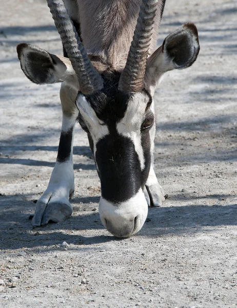 Primer plano de una Scimitar Horned Oryx —  Fotos de Stock
