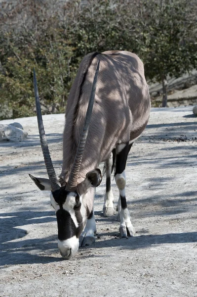 Gros plan d'un oryx cornu Scimitar — Photo