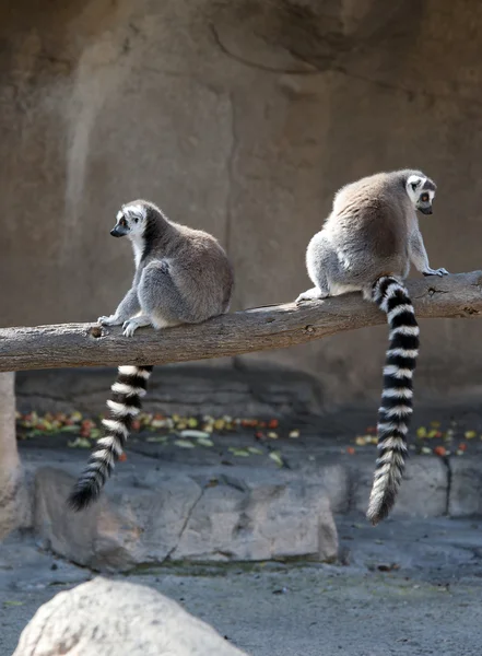 Two Ring Tailed Lemurs — Stock Photo, Image