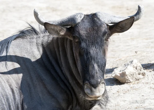 Close up van een gnoe — Stockfoto