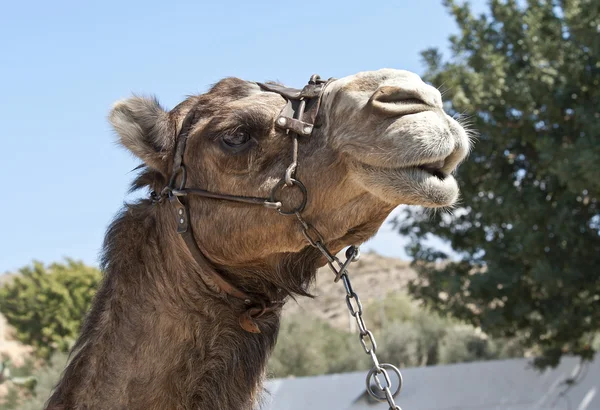 骆驼的近身 — 图库照片