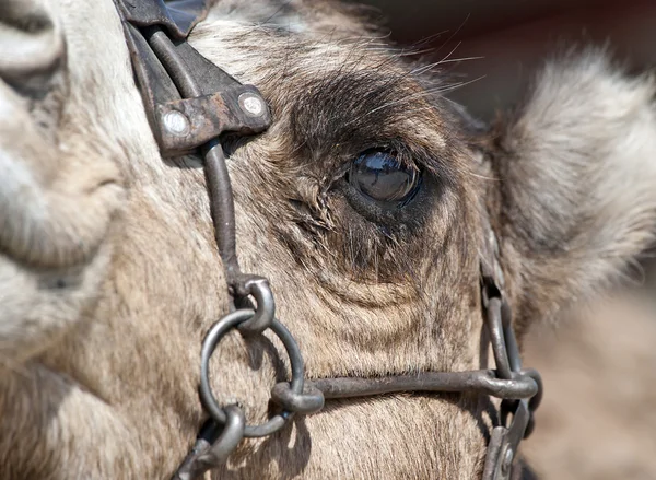 Gros plan d'un oeil de chameau — Photo
