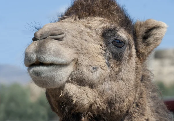 Sluiten van een kameel — Stockfoto