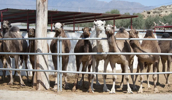 Rebanho de Camel — Fotografia de Stock