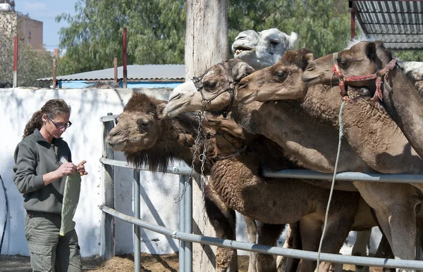 Alimentazione dei cammelli — Foto Stock