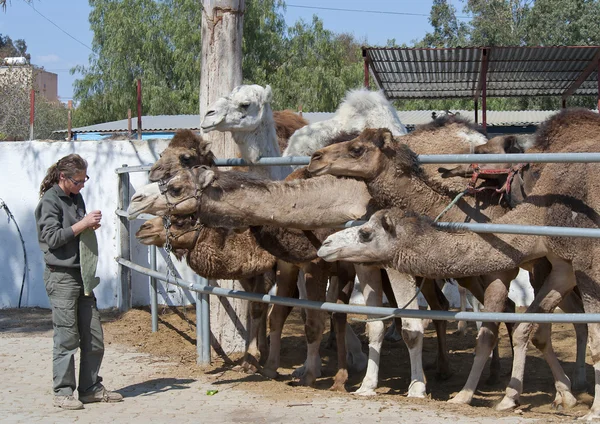 Alimentação de camelos — Fotografia de Stock