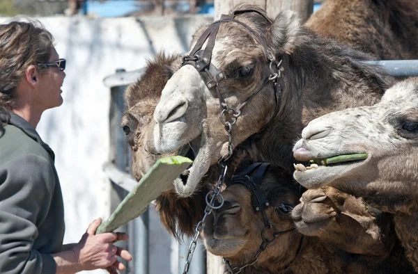 Верблюди годування — стокове фото