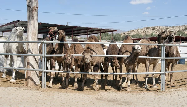 Стадо верблюдов — стоковое фото