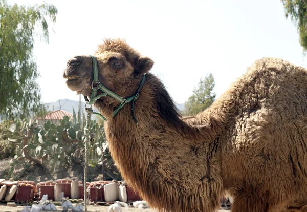 Primer plano de un camello — Foto de Stock