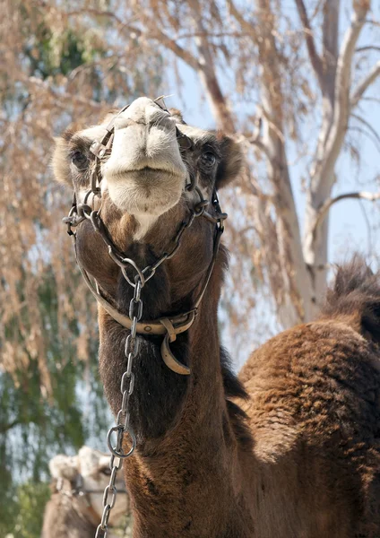Primo piano di un cammello — Foto Stock