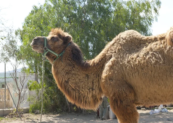 Κλείσιμο καμήλας — Φωτογραφία Αρχείου