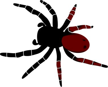 Vector image spider clipart