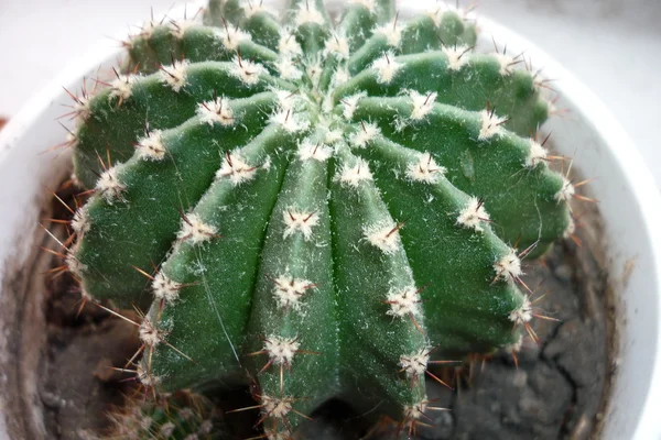 stock image Cactus