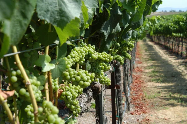 Vineyard in California
