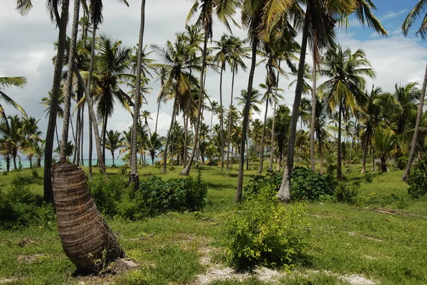 stock image Zanzibar forest