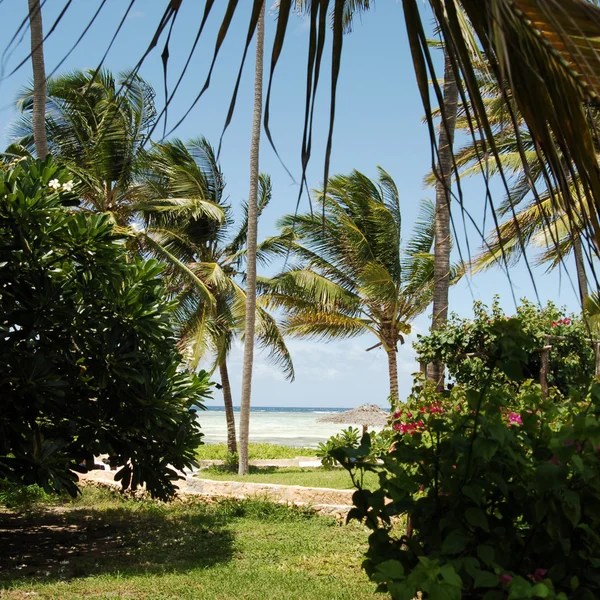 Zanzibar pláže vegetace — Stock fotografie
