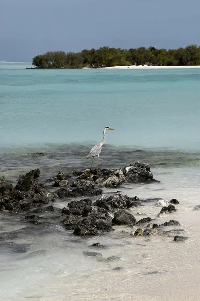 Möwe am Strand einer maledivischen Insel — Stockfoto