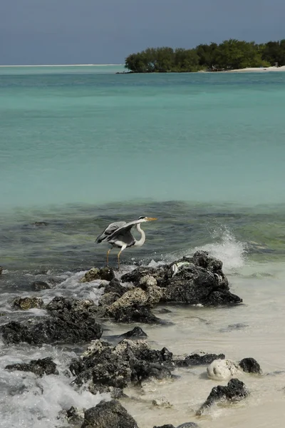 Seagull on a Maldivian island beach — Stock Photo, Image