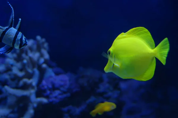 stock image Tropical aquarium