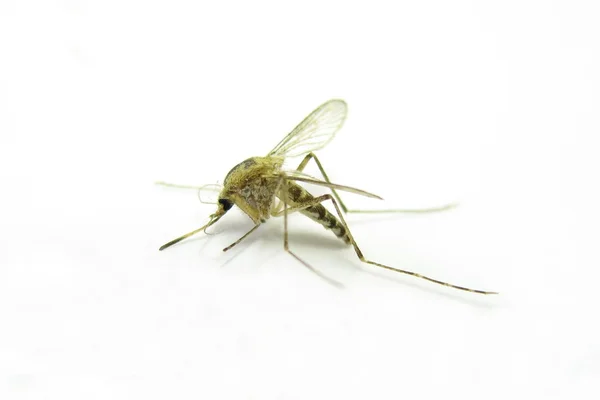 stock image Mosquito