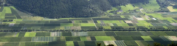 stock image Vineyards valley