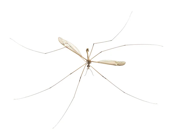 stock image Mosquito