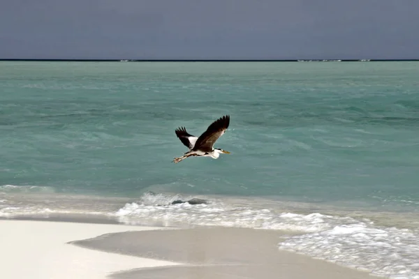 stock image Seagull on a Maldivian island beach