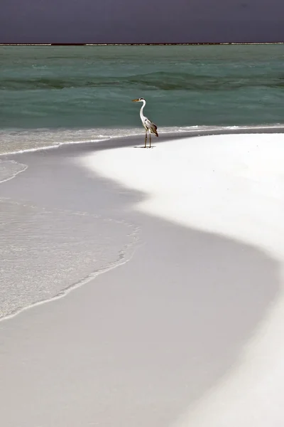 stock image Seagull on a Maldivian island beach