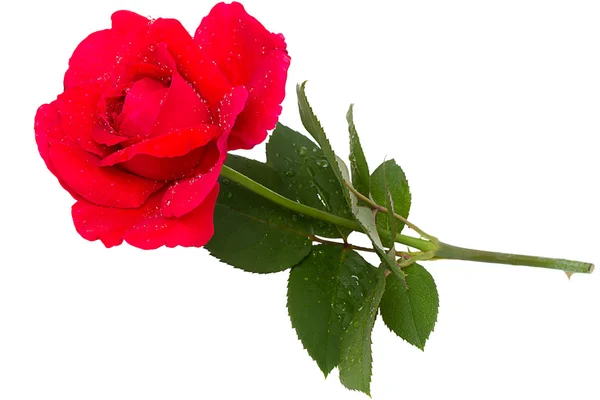 Rosa roja con gotas de rocío —  Fotos de Stock
