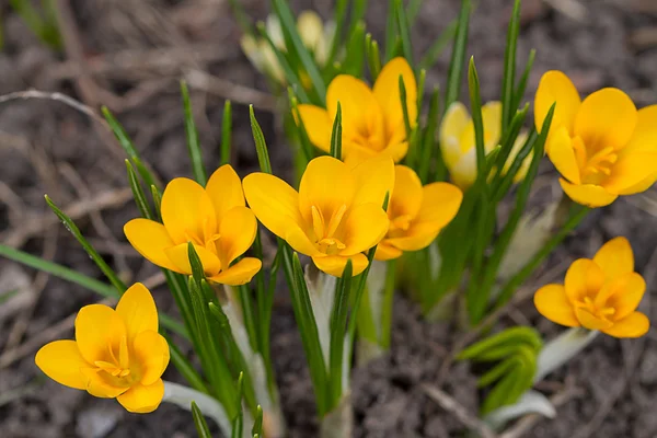 stock image Yellow crocuses