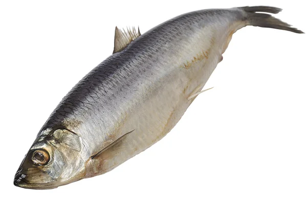 Atlantic herring on white — Stock Photo, Image