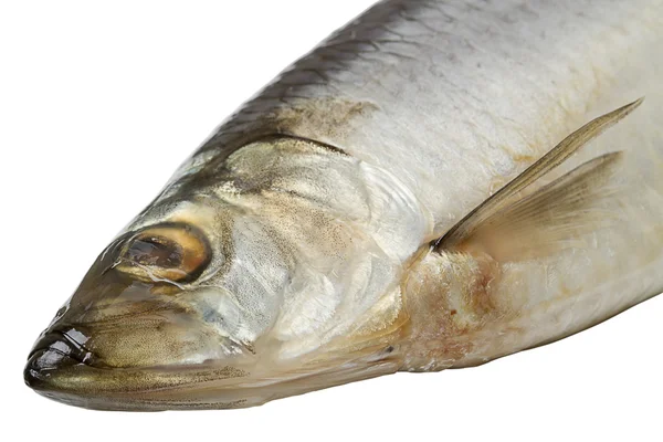 Atlantic herring — Stock Photo, Image