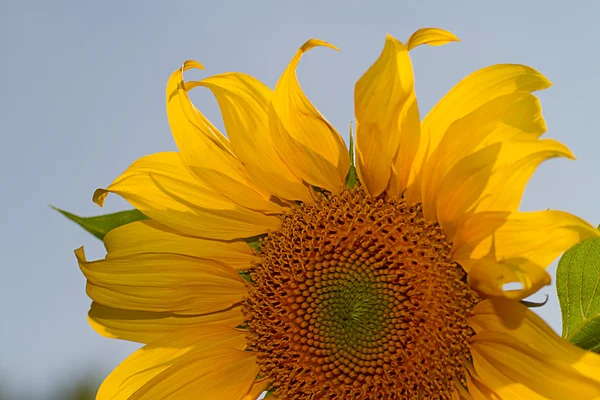 Slunečnice na slunci — Stock fotografie