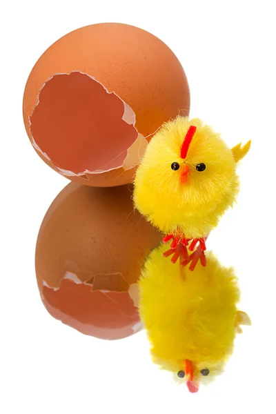 Yellow chicken and eggshell — Stock Photo, Image