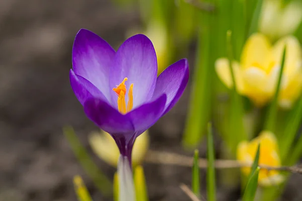 stock image Purple crocus