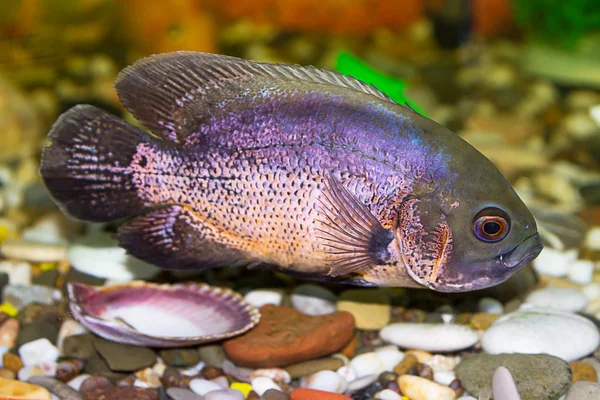Тропічна риба цихлид — стокове фото