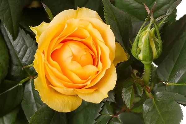 Zářivě žlutá růže — Stock fotografie
