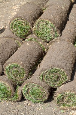 Grass Lawn - Turfs ready to be rolled clipart