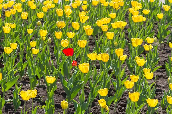 stock image Red tulip in field of yellow