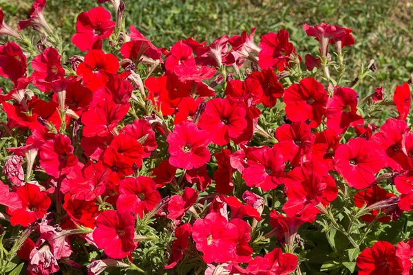 Červený květináč petúnií — Stock fotografie