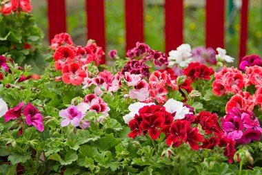 Petunia Flower Bed clipart