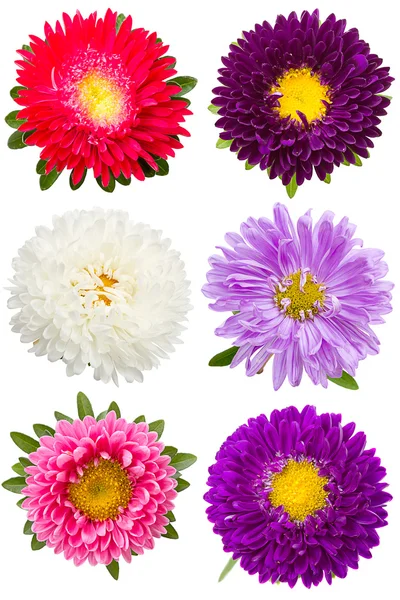 Six different asters — Stock Photo, Image