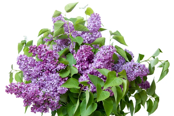 stock image Large bouquet of lilacs