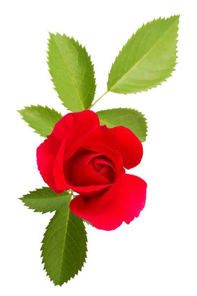 Red rose with green leaves — Stock Photo, Image